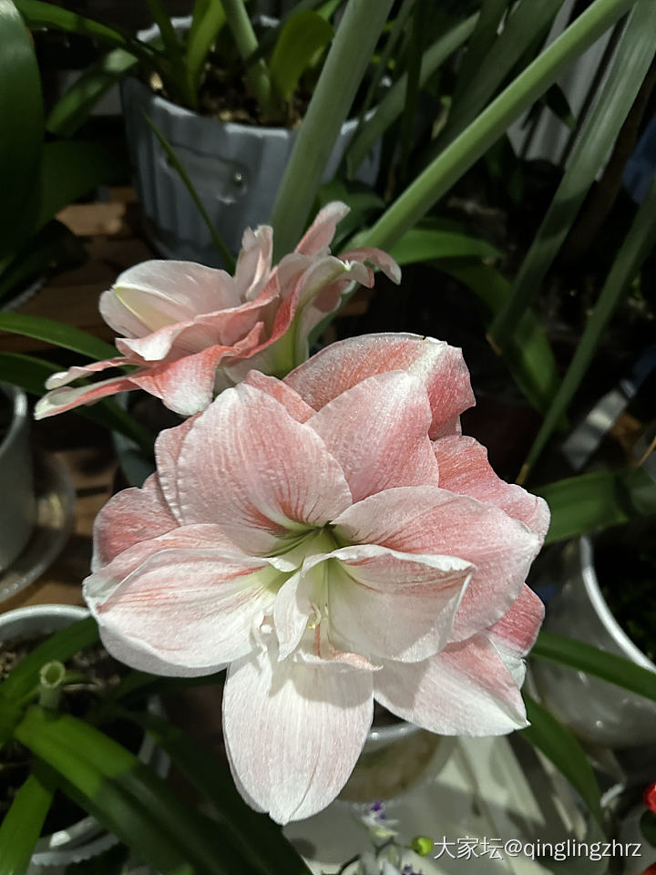 无金可秀，秀花😝_花