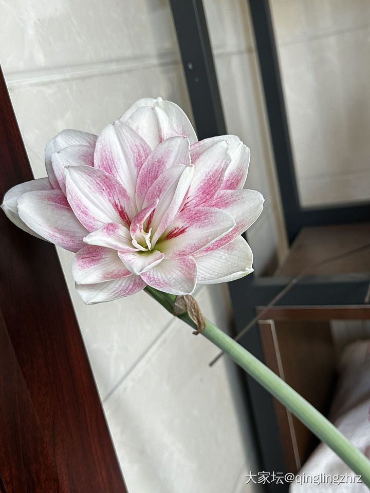 无金可秀，秀花😝_花