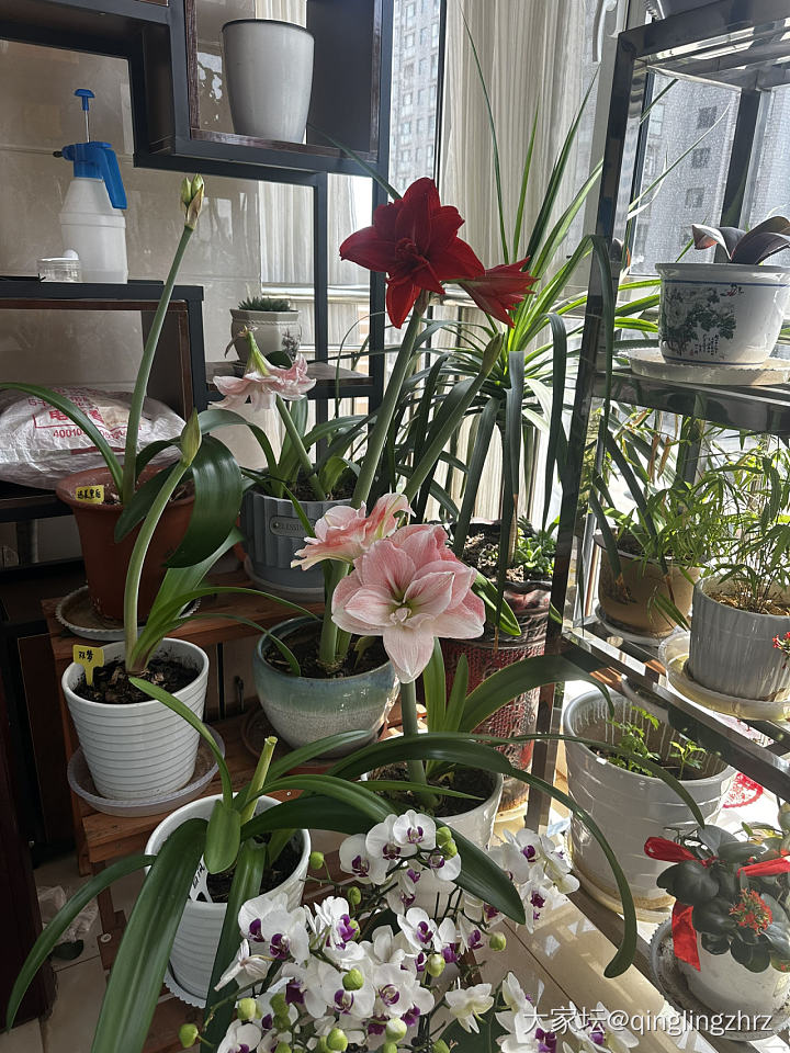 无金可秀，秀花😝_花