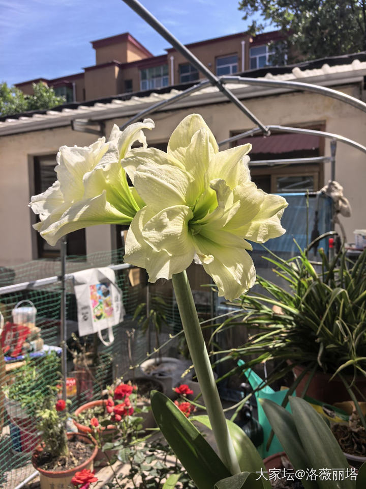 无金可秀，秀花😝_花