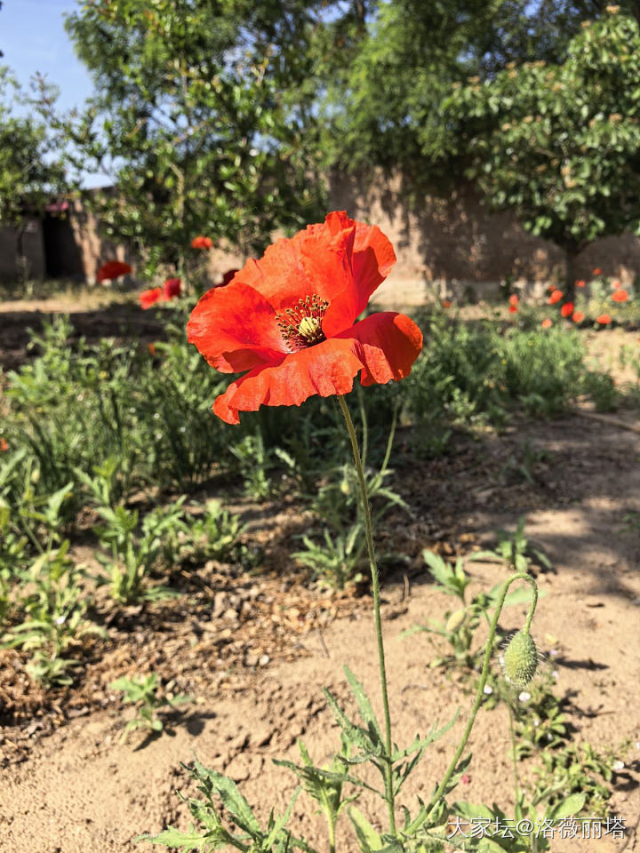 无金可秀，秀花😝_花