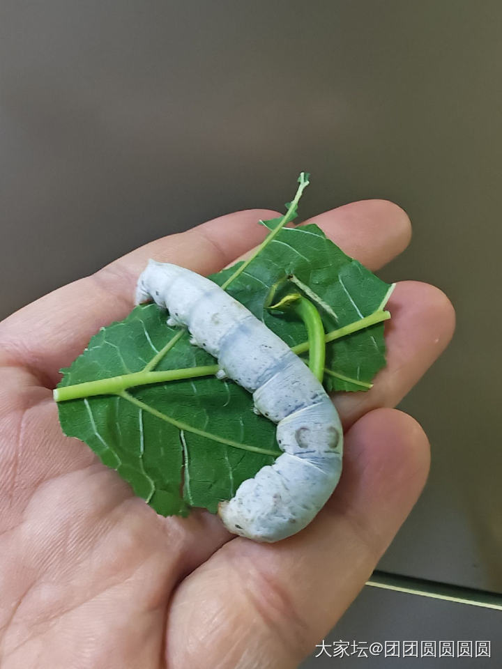 去年这个时候入的坛子
