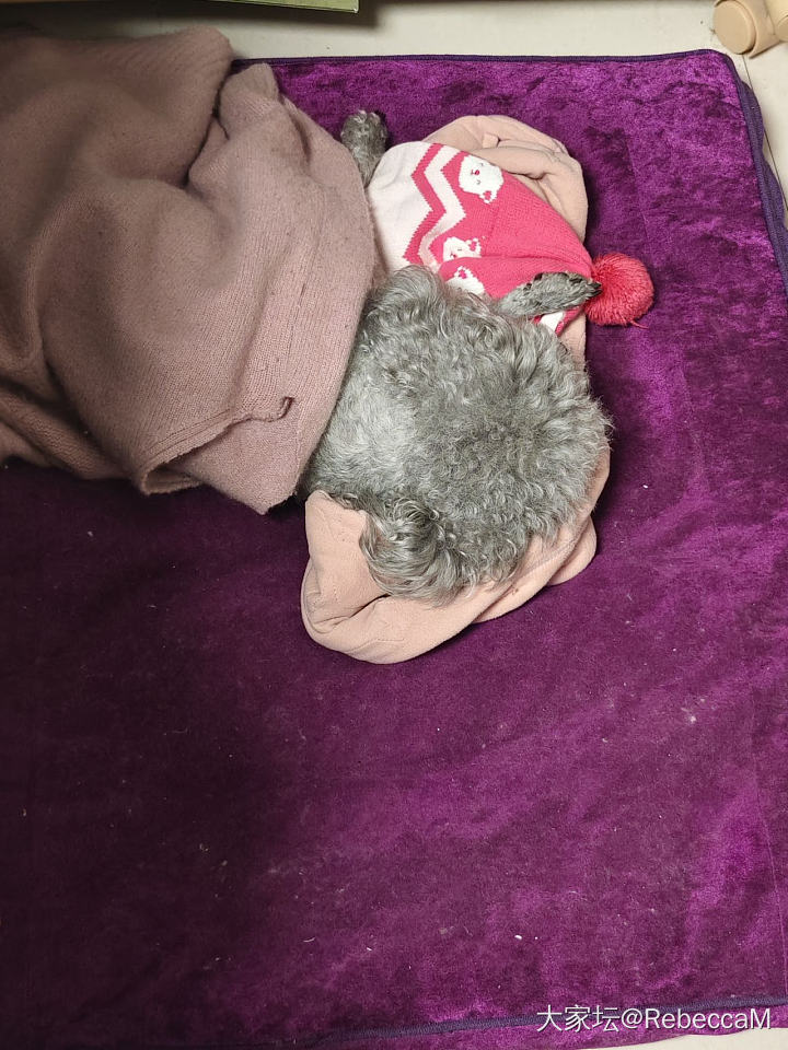 人赚钱狗享受系列_狗