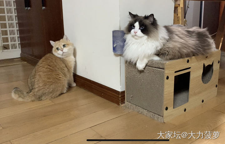🐱何德何能，居然还有人挂念_猫