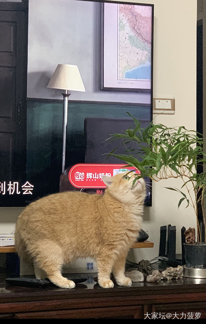 🐱何德何能，居然还有人挂念_猫