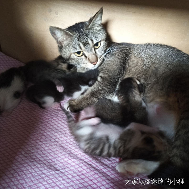 全家福～_猫