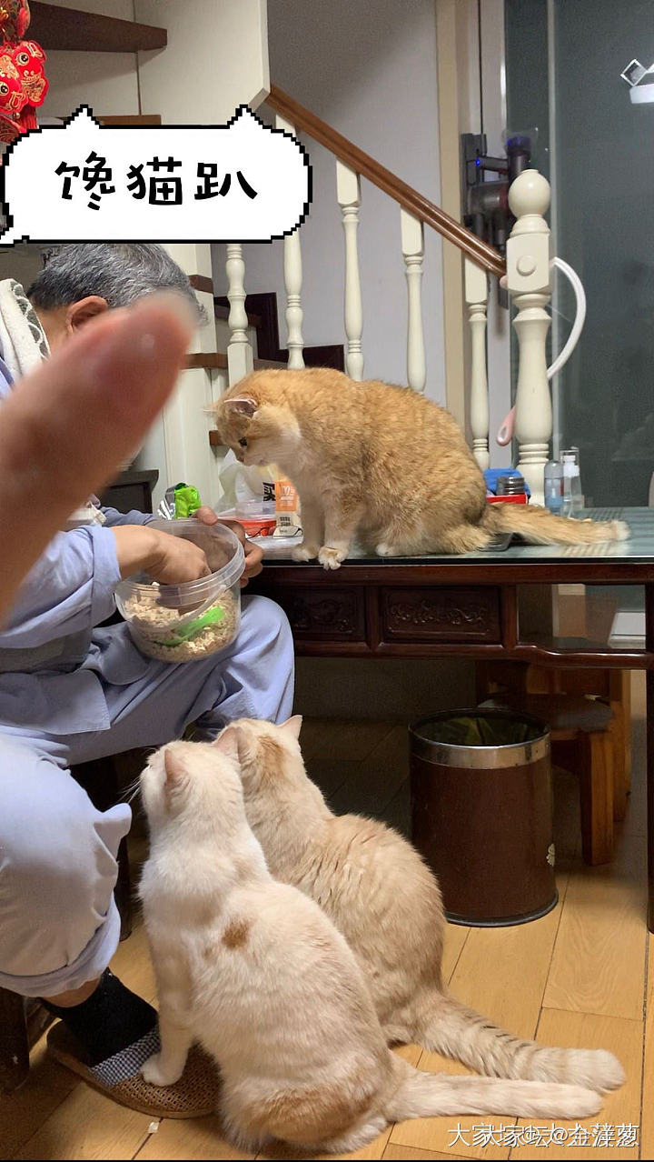 🐱何德何能，居然还有人挂念_猫