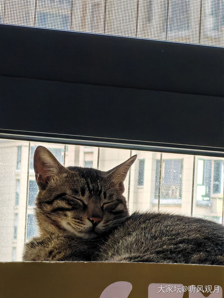 谁不喜欢rua猫猫呢？

喜欢，爱rua，特别爱rua爪爪！
谁说流浪狸花是丧彪..._猫
