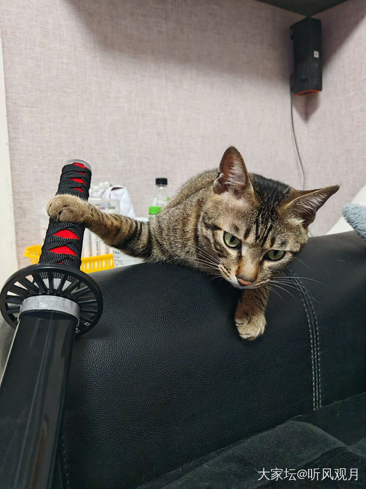 谁不喜欢rua猫猫呢？

喜欢，爱rua，特别爱rua爪爪！
谁说流浪狸花是丧彪..._猫