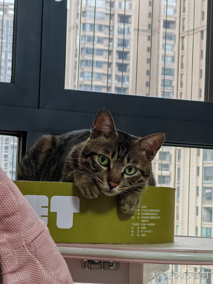 谁不喜欢rua猫猫呢？

喜欢，爱rua，特别爱rua爪爪！
谁说流浪狸花是丧彪..._猫