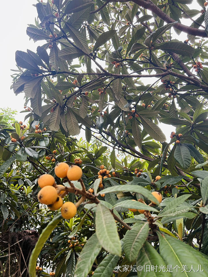 摘枇杷咯