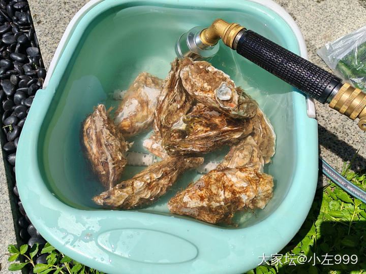 生蚝5块钱一个_美食