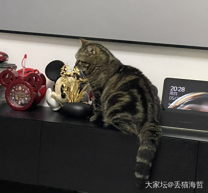 啊啊啊啊啊啊啊啊，孽障_宠物