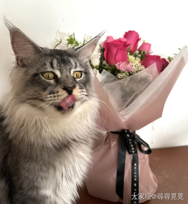 祝各位姨姨母亲节快乐💐_花猫金