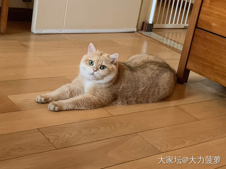 无痛当妈👩🏻顺便晒晒今天的大面包_猫