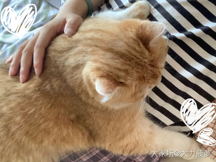 无痛当妈👩🏻顺便晒晒今天的大面包_猫