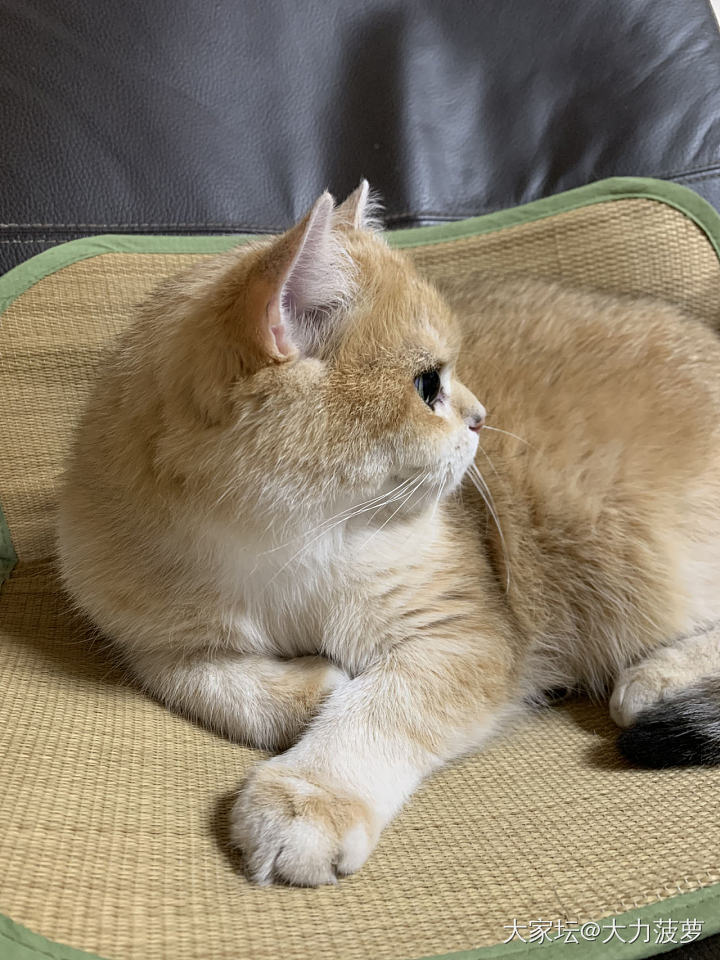 无痛当妈👩🏻顺便晒晒今天的大面包_猫