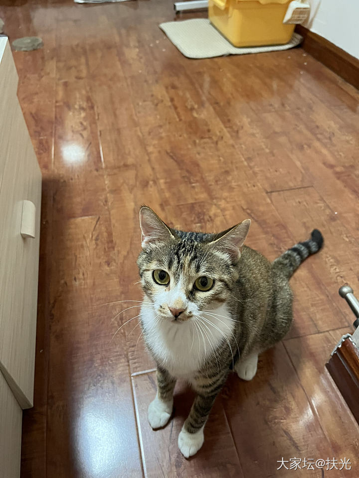 求助贴，两个多月小狸花猫求领养_猫
