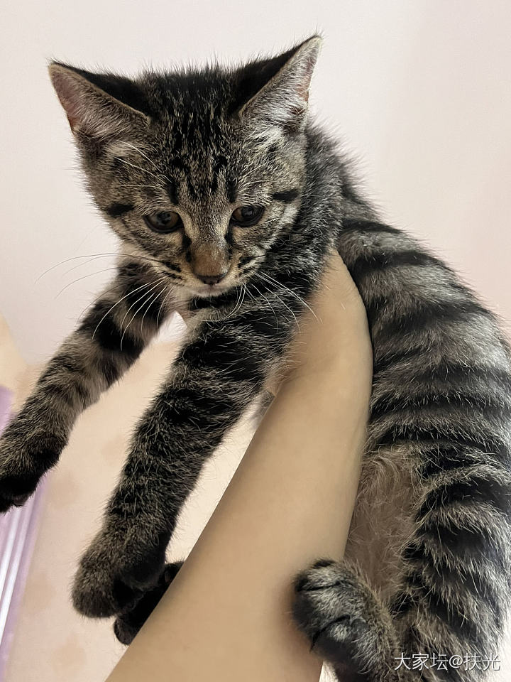 求助贴，两个多月小狸花猫求领养_猫