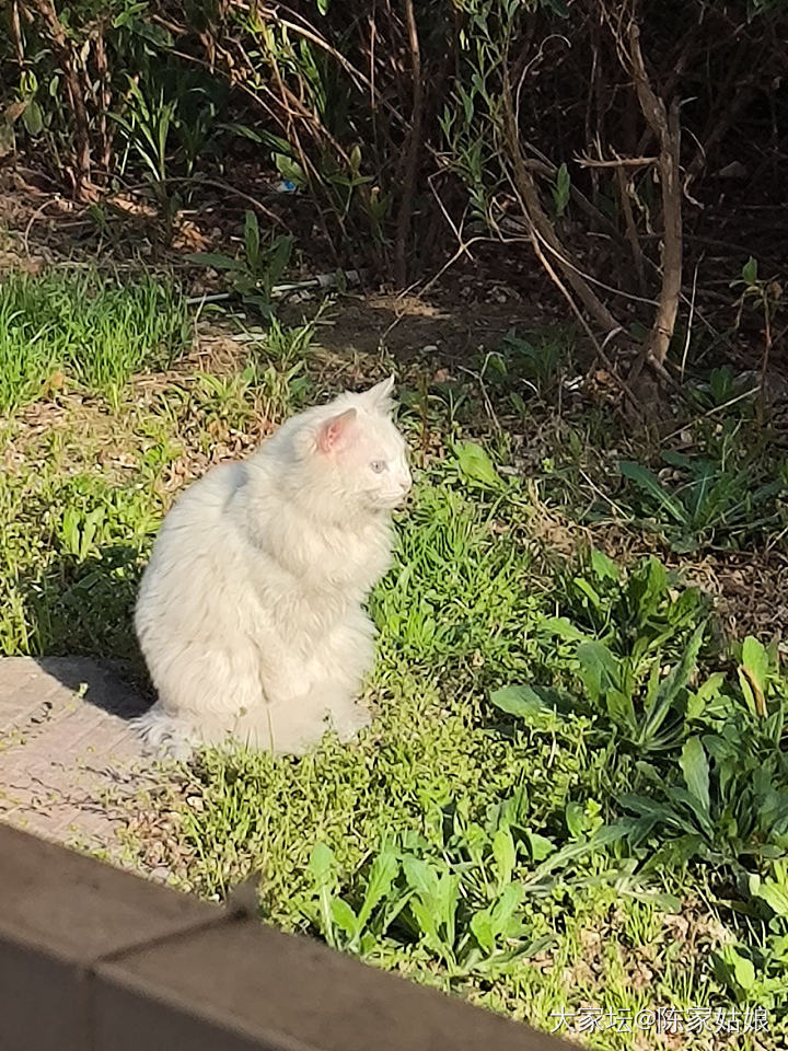 求助贴，两个多月小狸花猫求领养_猫
