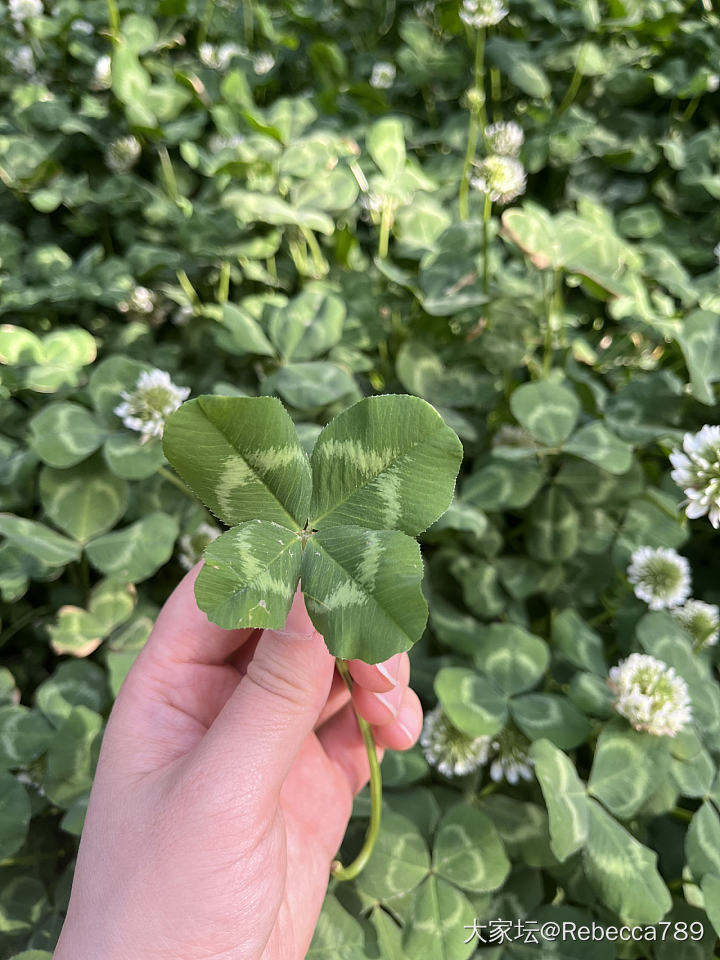 自制真四叶草🍀干花书签_品味