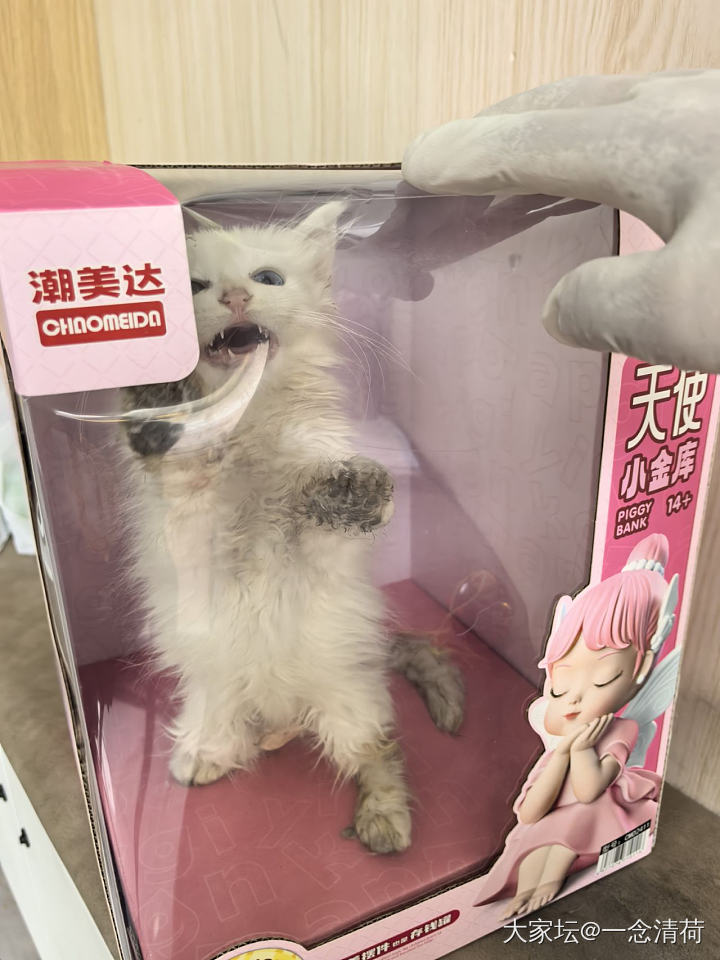 救的小猫身上有粑粑怎么办_猫