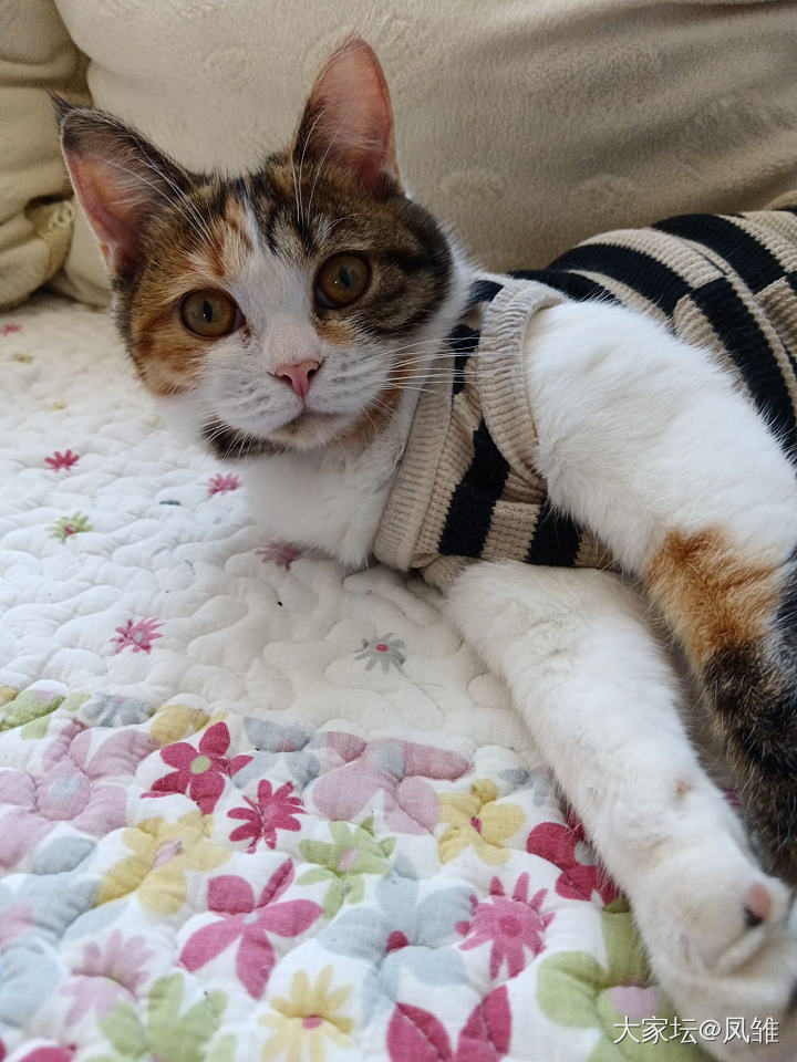 救的小猫身上有粑粑怎么办_猫