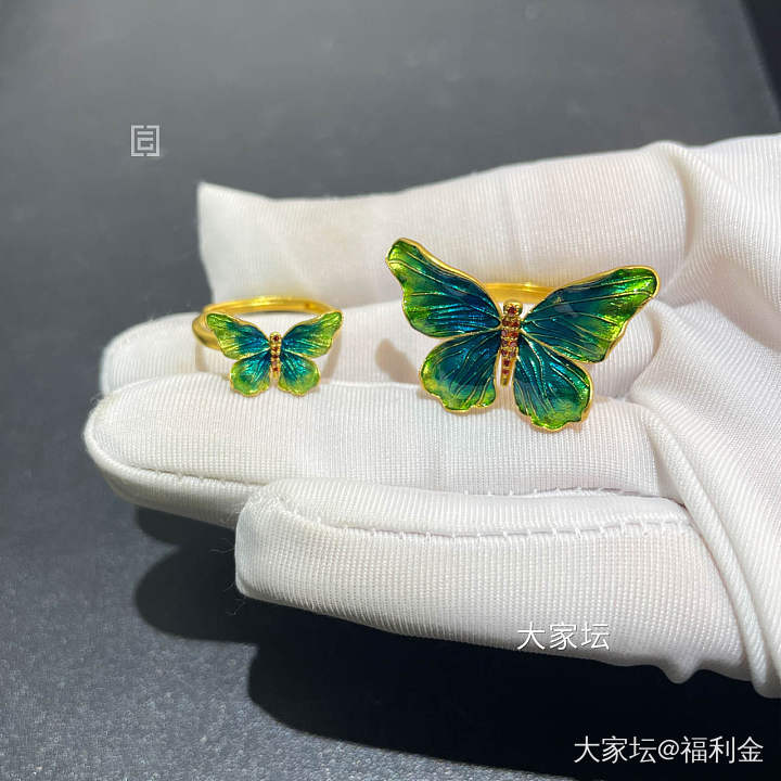 幻彩蝴蝶系列 拼团20250513期（5月14日下午三点截团）_金