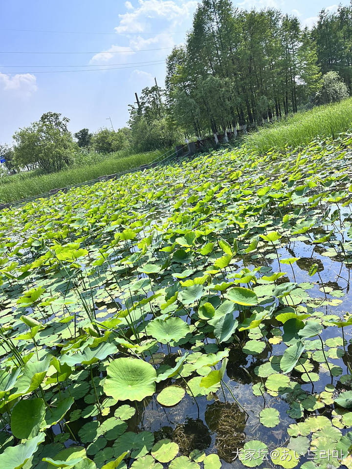 又到赏荷时_花