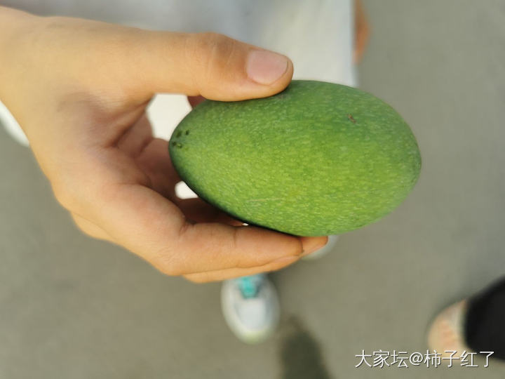 俺们南方的绿化带_植物