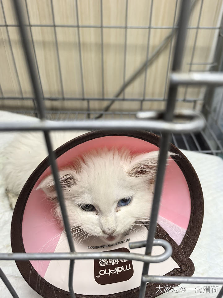关于猫咪住院治疗的一些疑问_猫