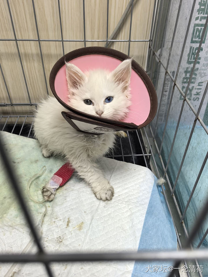 关于猫咪住院治疗的一些疑问_猫