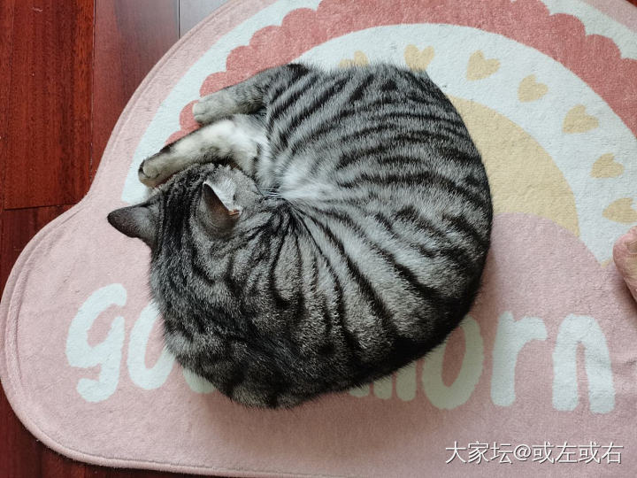 黄金～跳水跳的有点心慌…
索性不看了…
逼我割肉，我就不，听校长劝，拿稳了…
看..._猫