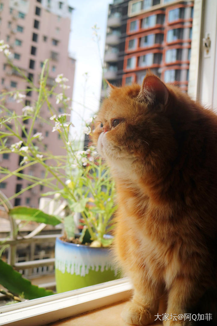 樣了3年的桃太郎終於開花了~~開花后，這長滿毛的是什麽鬼。。。_花植物