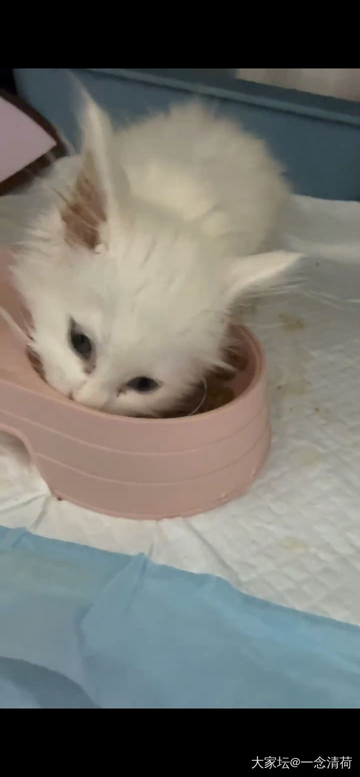 关于猫咪住院治疗的一些疑问_猫