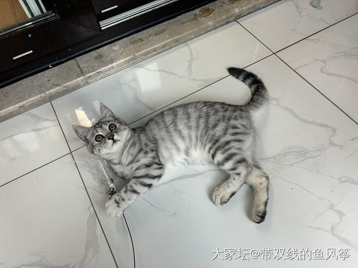 小猫长大了