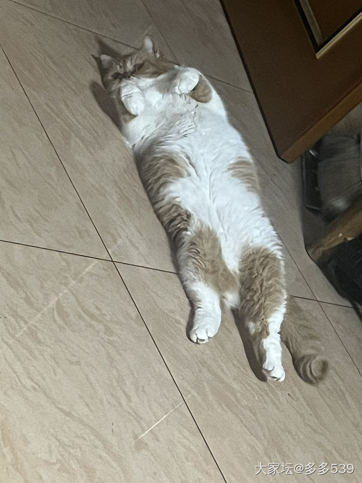 呃，这娃好像又胖了，只从小幺来了以后吃饭都不用愁，都是第一名_猫