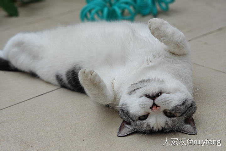呃，这娃好像又胖了，只从小幺来了以后吃饭都不用愁，都是第一名_猫
