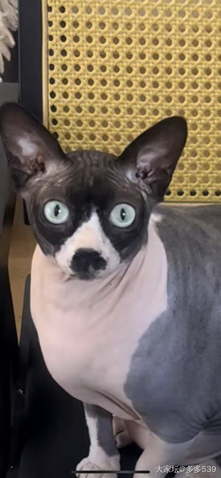 呃，这娃好像又胖了，只从小幺来了以后吃饭都不用愁，都是第一名_猫