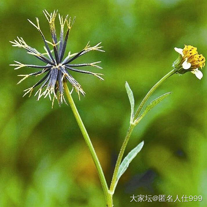 花草:    鬼针草_水族类植物闲聊