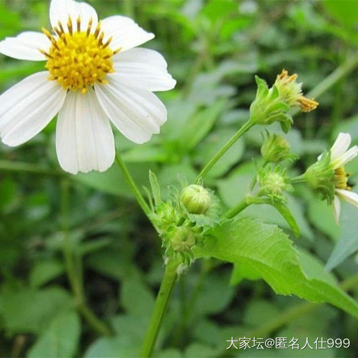 花草:    鬼针草_水族类植物闲聊