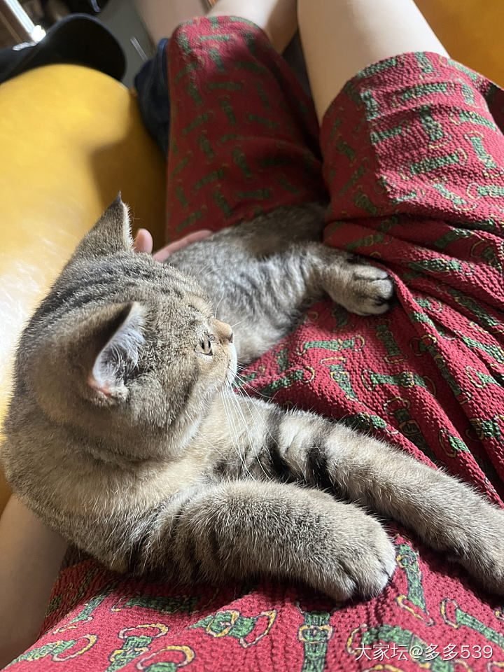 我又回家不务正业啦🤪_猫