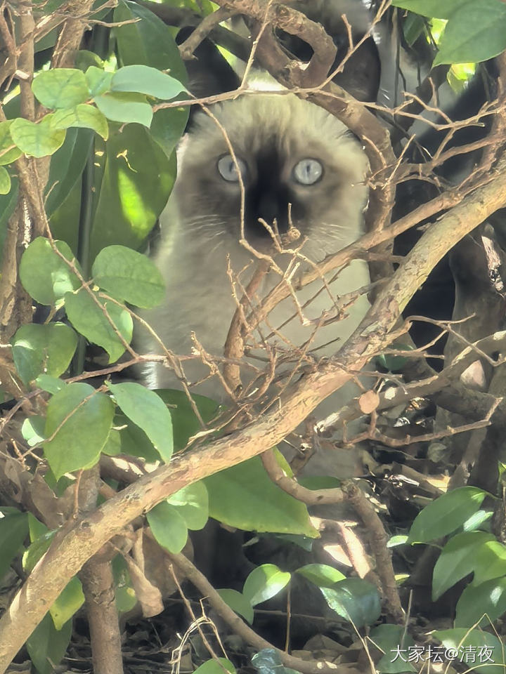 花坛里的小猫长大啦~_猫