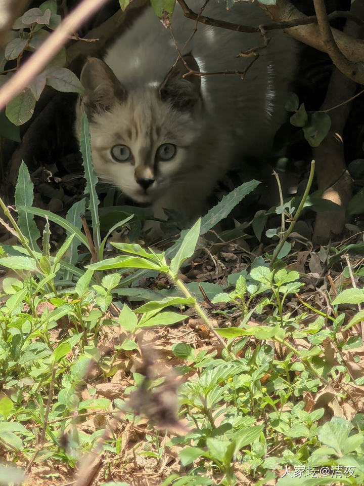 花坛里的小猫长大啦~_猫