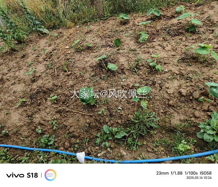 汇报一下我的露台菜园新变化_菜园
