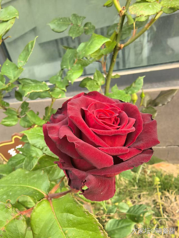 我的黑巴克终于开花了_花