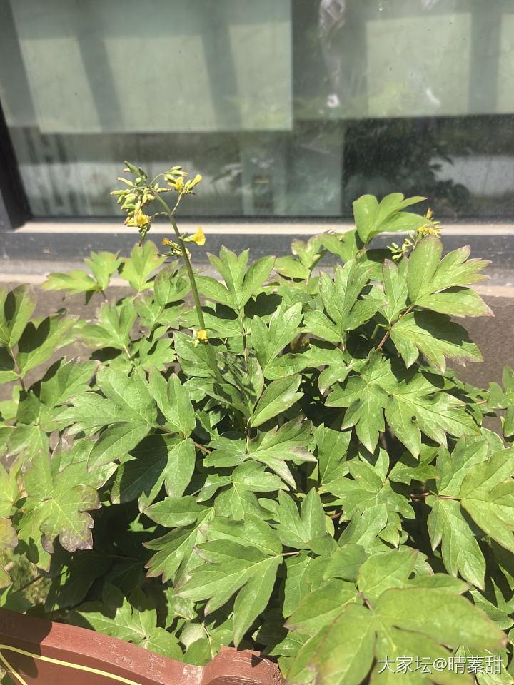 我的黑巴克终于开花了_花