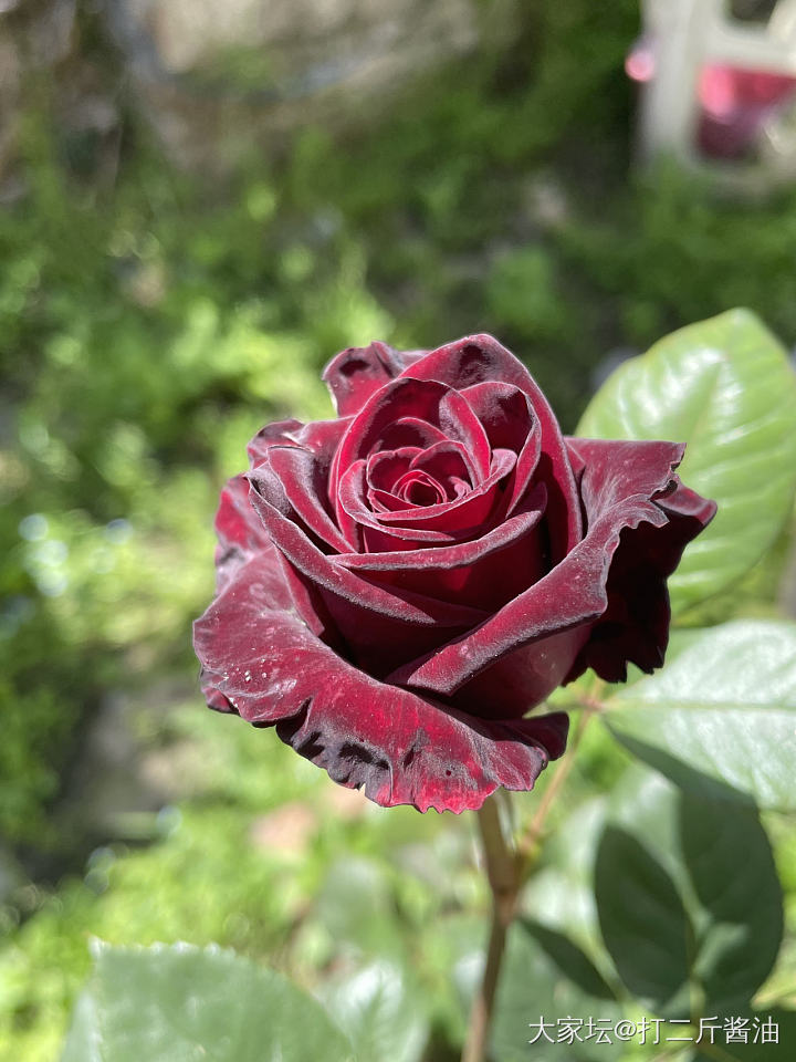 我的黑巴克终于开花了_花
