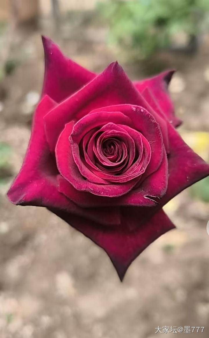 我的黑巴克终于开花了_花