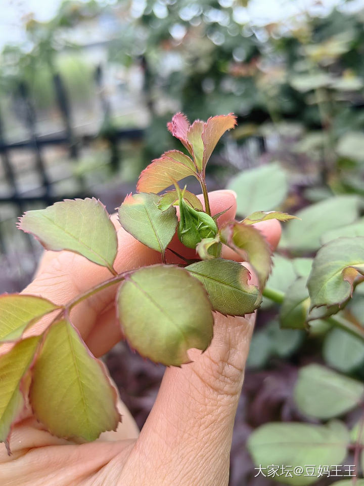 我的黑巴克终于开花了_花